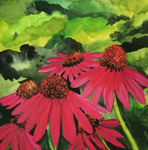 Echinacea im Garten